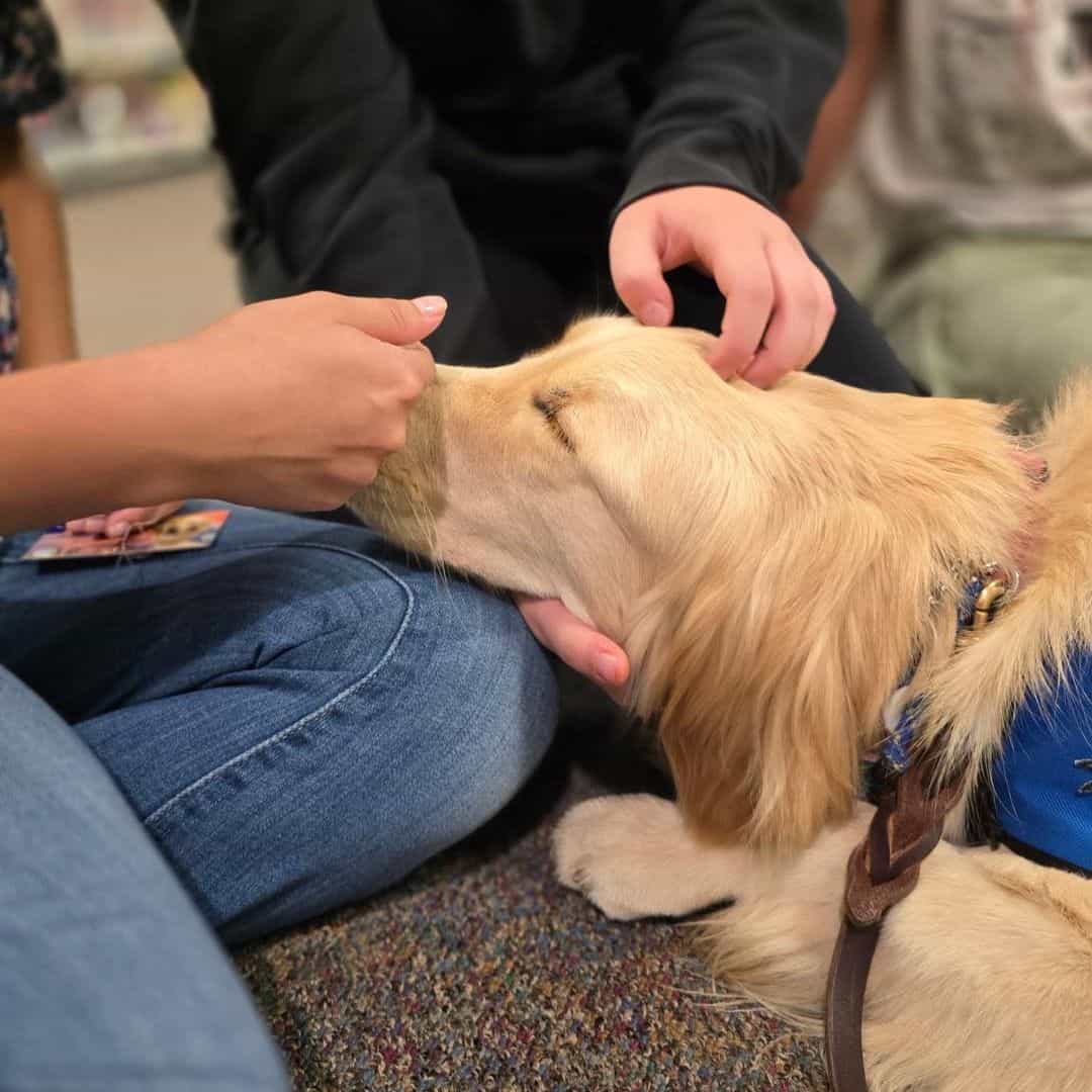Gethsemane Comfort Dog