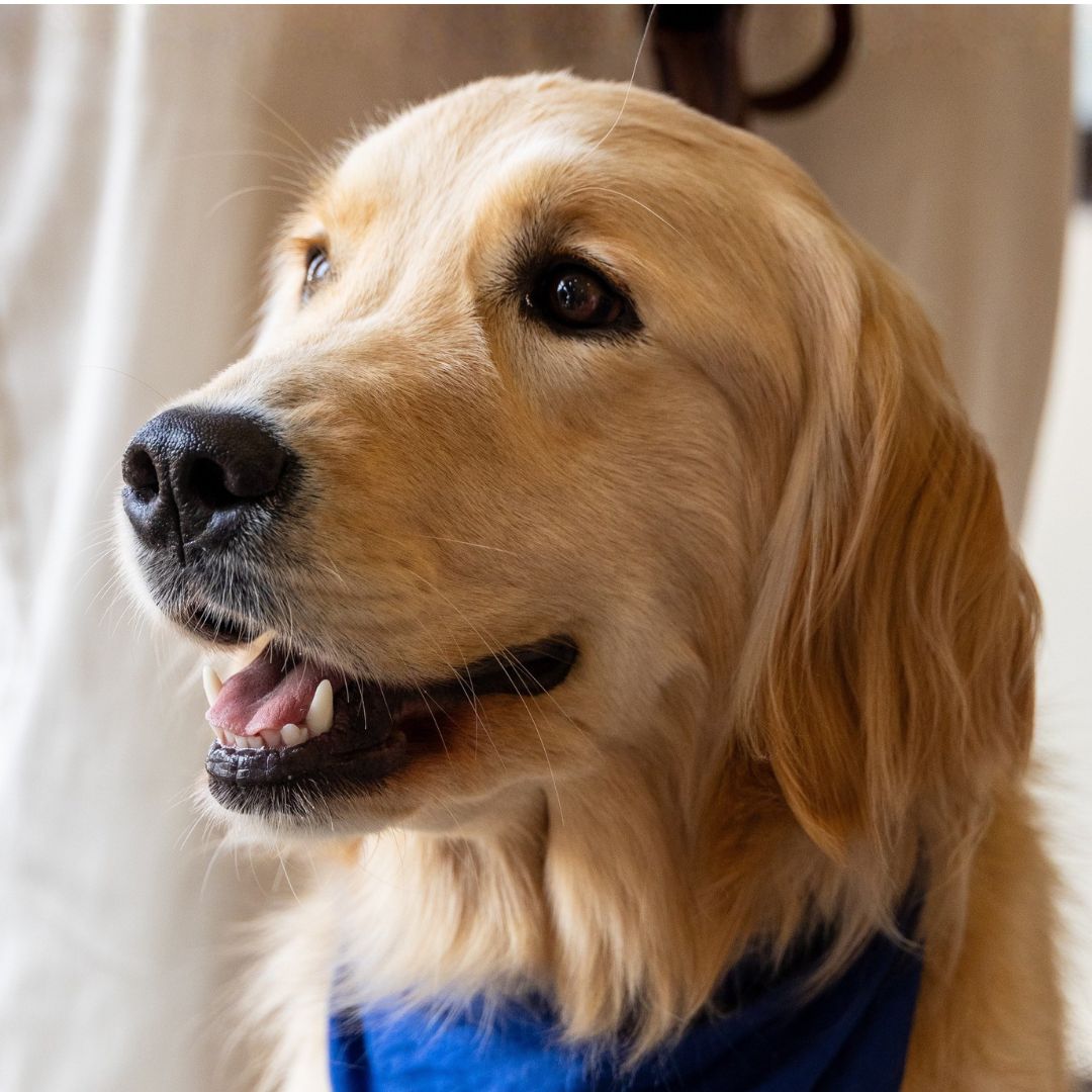 Gethsemane Comfort Dog at Lord of Glory Lutheran Church in Grayslake