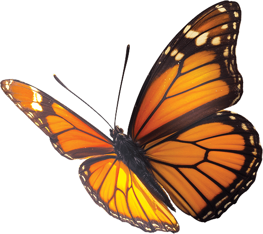 rainforest-falls-vbs-lord-of-glory-lutheran-church-grayslake